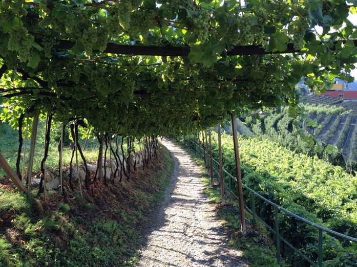 Weinlauben