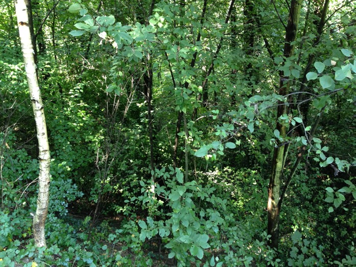 Urwald bei Meran