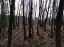 Sptwinterwald