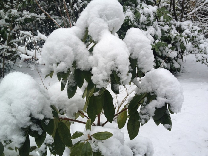 die Rhododendronblte steht kurz bevor