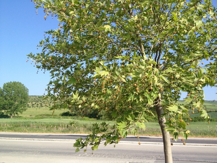 Baum am Rasthof