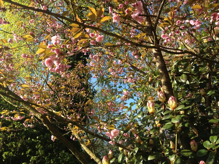 Mandeln, Kirsche und Rhododendron ber dem Tisch