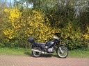 BMW vor Forsythien