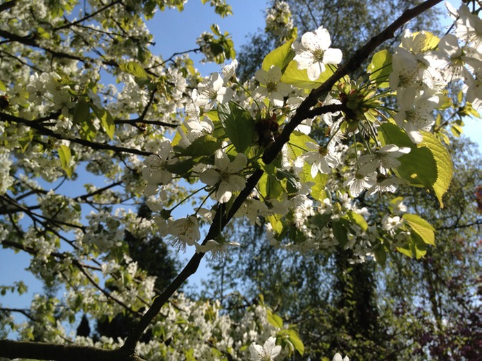 Kirschblte ohne Bienen