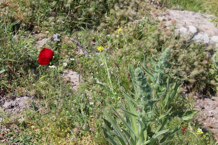 Mohn