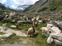 Ziegen im Kleinelendtal