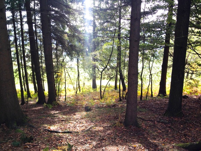 Wald bei Bad Iburg