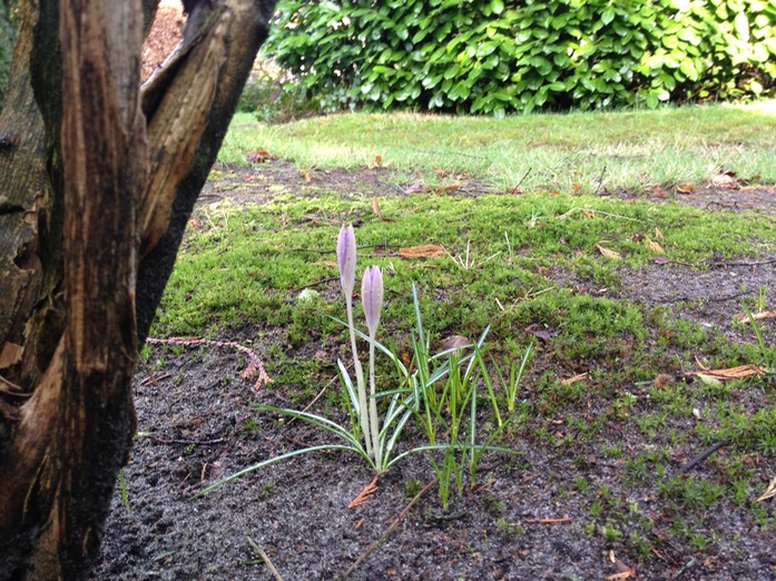 wilde Krokusse