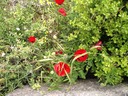 Mohn