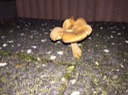 starker Pilz