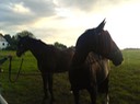 Monikas Pferde auf der Weide