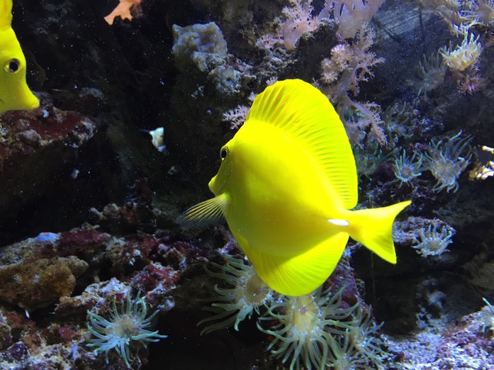 Aquarium Gezeiten