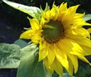 erste Sonnenblume